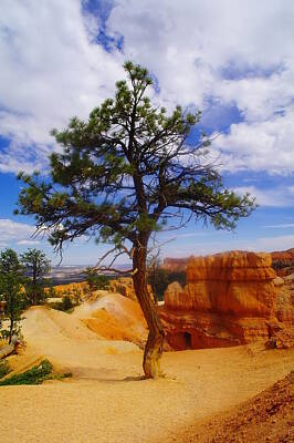 Birds Royalty-Free and Rights-Managed Images - A sole tree in Bryce Canyon   by Jeff Swan