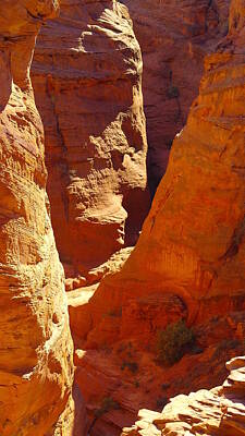Birds Royalty-Free and Rights-Managed Images - A Sun Soaked Dry Gulch by Jeff Swan