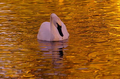 Birds Royalty-Free and Rights-Managed Images - A Swan on Golden Waters by Jeff Swan