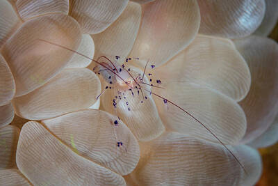 Modern Sophistication Minimalist Abstract - A Translucent Shrimp Vir Philippinensis by Ethan Daniels