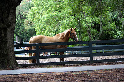 Bringing The Outdoors In - A Very Beautiful Hilton Head Island Horse by Kim Pate