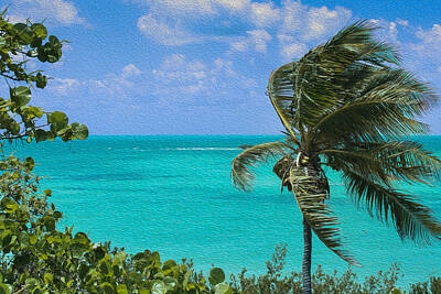 Black And White Beach - A windblown Palm by John M Bailey