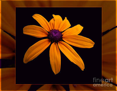 Minimalist Childrens Stories - A Yellow Burst of Sunshine Floral Photography by Omaste Witkowski