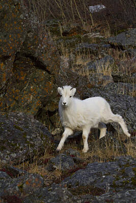 Bruce Springsteen - A Young Bighorn Sheep Ovis Canadensis by Doug Lindstrand