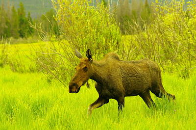Birds Royalty-Free and Rights-Managed Images - A Young Cow Moose by Jeff Swan