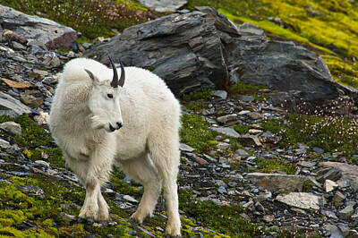 Mountain Royalty-Free and Rights-Managed Images - A Young Mountain Goat Billy Is Grazing by Michael Jones