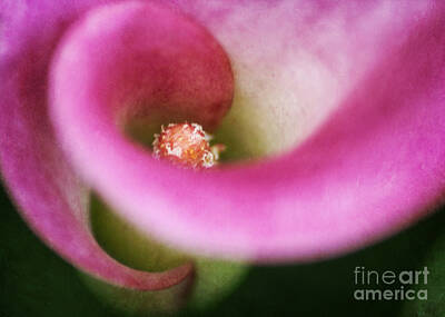 Abstract Flowers Photos - Abstract Calla Lily by Darren Fisher