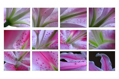 Abstract Flowers Photos - Abstract Flower Fine Art Photography by Juergen Roth