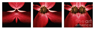 Abstract Flowers Photos - Nature in Abstract Triptych Dogwood Blossom by Mike Nellums