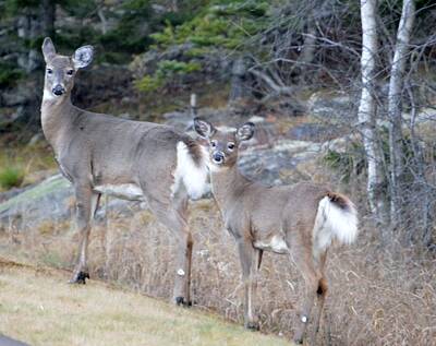 The Beatles - Acadia White Tail Deer by Lena Hatch