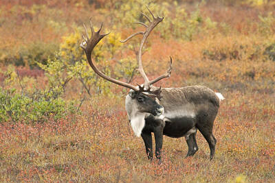 Halloween - Adult Bull Caribou Stands In Fall by Kenneth Whitten