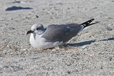 Astronaut Photos - Adult Laughing Gull by Jeff Donald