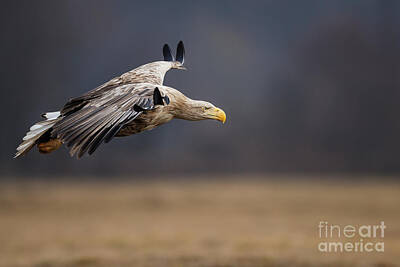 Rights Managed Images - Adult white-tailed eagle in flight Royalty-Free Image by Neil Burton