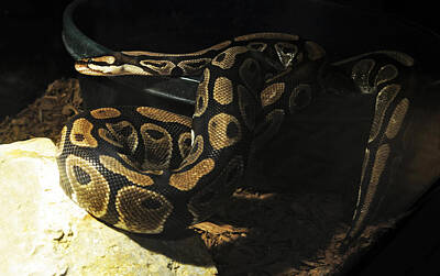 Back To School For Guys - African Ball Python regius by Sally Rockefeller