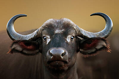 Mammals Photos - African buffalo Cow Portrait by Johan Swanepoel