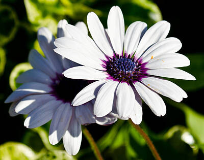 Cabin Signs Royalty Free Images - African Daisies Royalty-Free Image by Robert Wallace