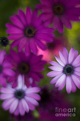 Floral Photos - African Daisy Collage by Mike Reid