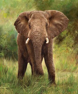 Mammals Paintings - African Elephant by David Stribbling