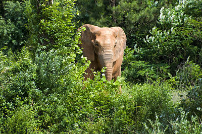 Architecture David Bowman - African Elephant eating in the shrubs by Flees Photos