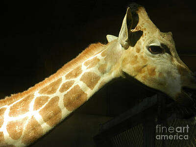 Whimsical Animal Illustrations - African Giraffe  by Emmy Vickers