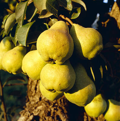 Food And Beverage Photos - Agriculture - Mature Bartlett Pears by Kevin Saitta