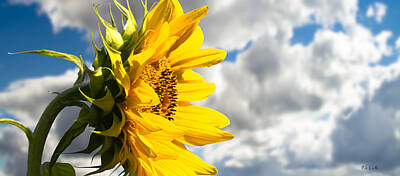 Sunflowers Royalty-Free and Rights-Managed Images - Ah Sunflower by Bob Orsillo