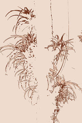 Art History Meets Fashion - Air Plants in Sepia by Norman Johnson