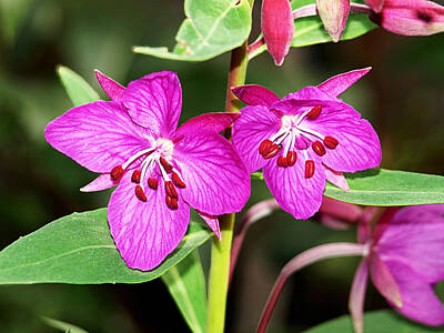 Comedian Drawings Rights Managed Images - Pink Fireweed Flowers in Juneau Alaska Royalty-Free Image by Jessica Foster