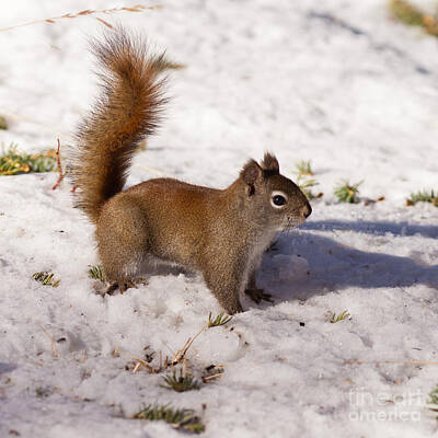 Sheep - Alert cute American Red Squirrel in winter snow by Stephan Pietzko