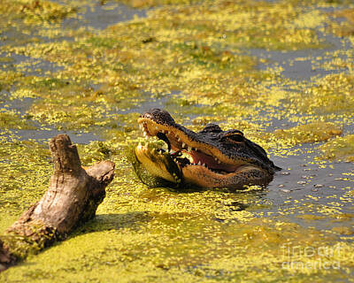 Reptiles Photo Royalty Free Images - Alligator Ambush Royalty-Free Image by Al Powell Photography USA