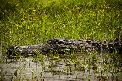 Reptiles Royalty Free Images - Alligator Amoungst Us Royalty-Free Image by Cindy Tiefenbrunn