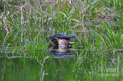 Reptiles Photo Royalty Free Images - Alligator Appetite Royalty-Free Image by Al Powell Photography USA