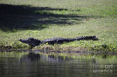 Reptiles Rights Managed Images - Alligator by Pond Royalty-Free Image by Dale Powell