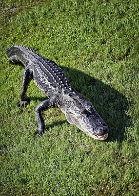 Reptiles Photos - Alligator On Grass by Patrick Lynch