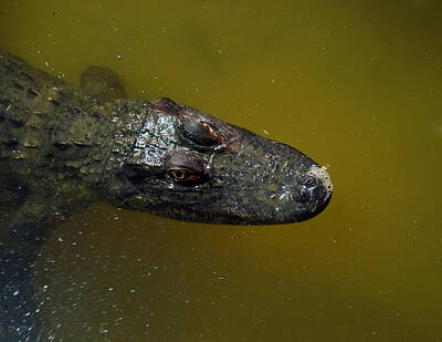 Reptiles Photos - Alligator Stare by Flees Photos