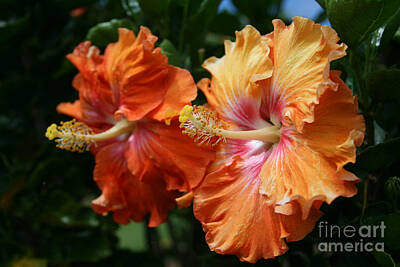 Floral Photos - Aloha Keanae Tropical Hibiscus by Sharon Mau