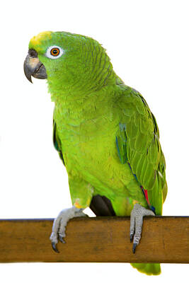 Portraits Royalty Free Images - Amazon parrot Royalty-Free Image by Alexey Stiop