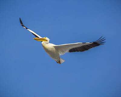 Botanical Farmhouse - America White Pelican by Jack R Perry