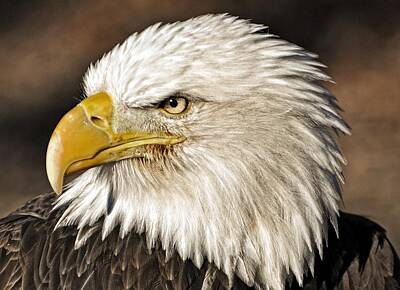 Landmarks Photos - American Bald Eagle 33 by Marty Koch