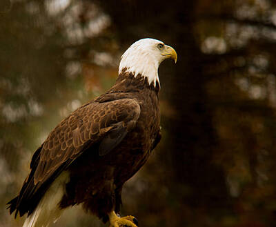 Abstract Animalia - American Bald Eagle Awaiting Prey by Douglas Barnett