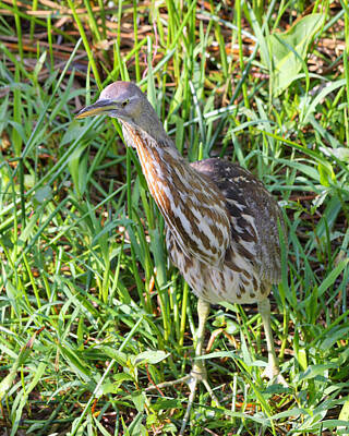 Landmarks Rights Managed Images - American Bittern  Royalty-Free Image by Rudy Umans