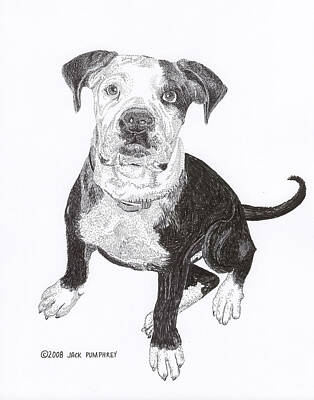 Mammals Drawings - American Bull Dog as a PUP by Jack Pumphrey