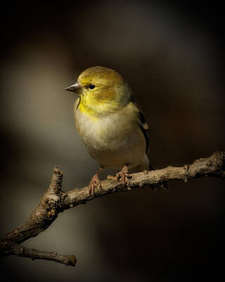 Landmarks Photos - American Gold Finch by Lana Trussell