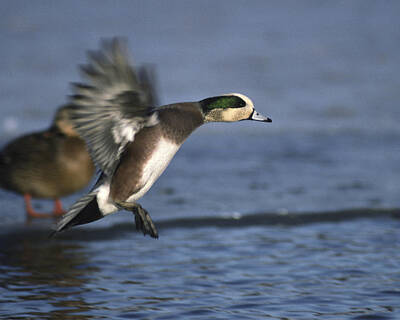 Ethereal Rights Managed Images - American Wigeon in for landing Royalty-Free Image by Mark Wallner