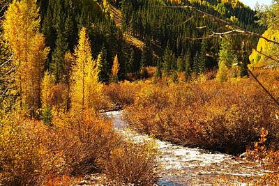 Birds Royalty-Free and Rights-Managed Images - An Autum Stream In Colorado by Jeff Swan
