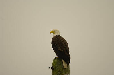 Birds Royalty-Free and Rights-Managed Images - An Eagle Perched by Jeff Swan