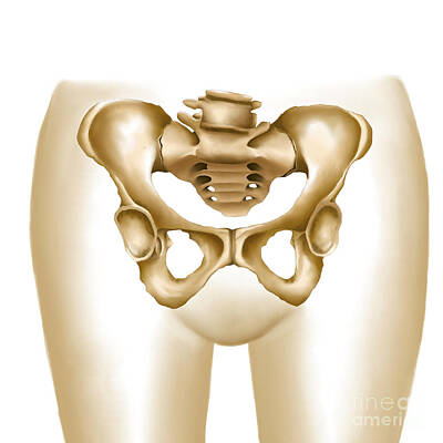 Adventure Photography - Anatomy Of Female Hips And Pelvic Bones by Stocktrek Images