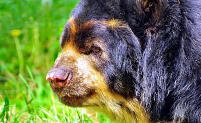 Kitchen Spices And Herbs - Andean Bear by Art Dingo