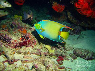Reptiles Royalty Free Images - Angel Fish Royalty-Free Image by Carey Chen