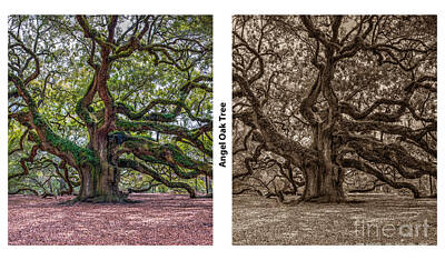 Latidude Image - Angel Oak Tree Double by Dale Powell